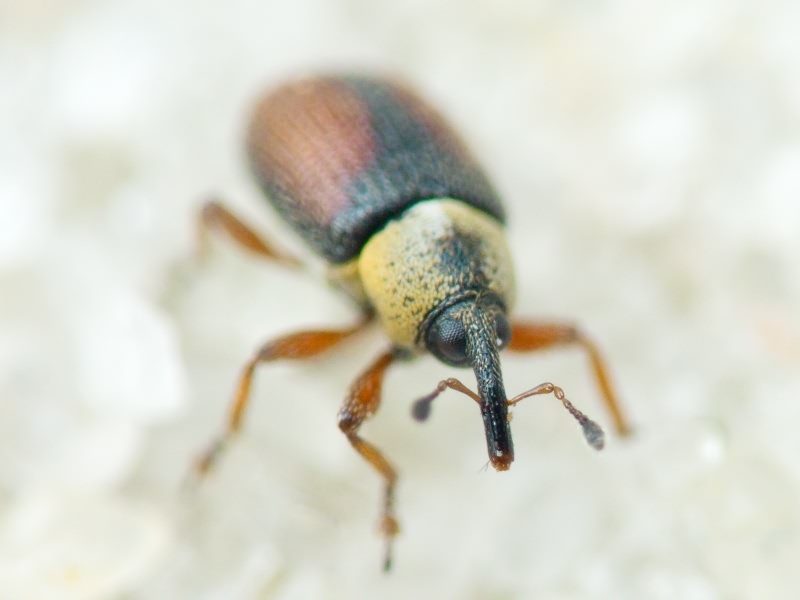 Gymnetron beccabungae Linnaeus, 1761